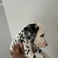 Chip#3 ( black and white spot), a male Dalmatian for sale in Memphis, TN – Photo 2 of 7