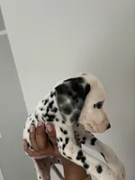 processed/334d8881-7c72-49aa-a344-56f147a14be6/listing/0b25f46a-e36c-447d-9ffb-b6d0b9a53d5c/4381d3d1-233d-4319-8f93-a8aaa6642d61