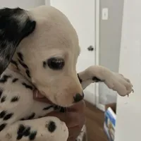 Chip#3 ( black and white spot), a male Dalmatian for sale in Memphis, TN – Photo 3 of 7