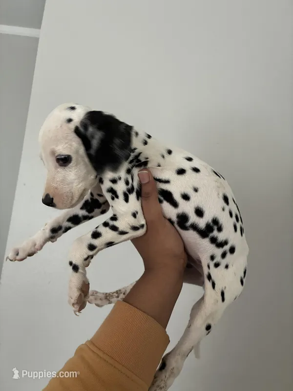 Chip#3 ( black and white spot)