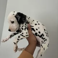 Chip#3 ( black and white spot), a male Dalmatian for sale in Memphis, TN – Photo 1 of 7