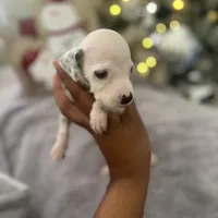 Chip#3 ( black and white spot), a male Dalmatian for sale in Memphis, TN – Photo 4 of 7