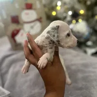 Chip#3 ( black and white spot), a male Dalmatian for sale in Memphis, TN – Photo 5 of 7