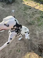 Milo, a male Dalmatian for sale in Memphis, TN – Photo 6 of 7