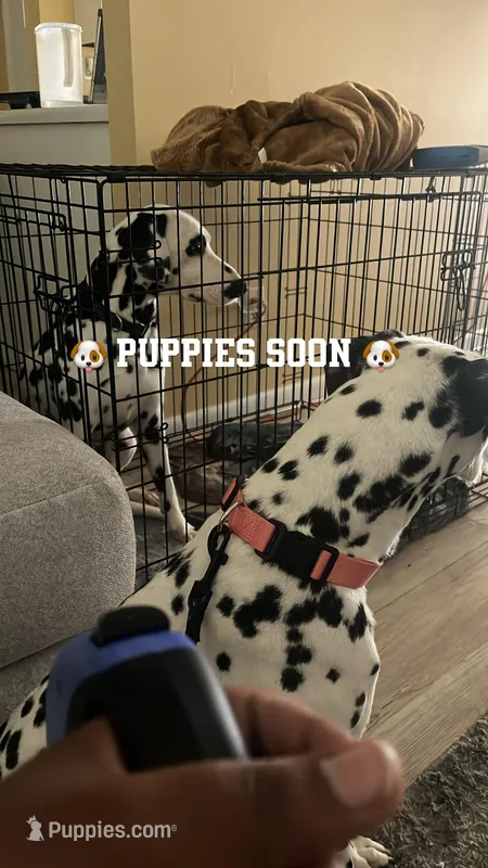 Milo – Dalmatian puppy for sale in Memphis, TN