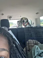 Milo, a male Dalmatian for sale in Memphis, TN – Photo 4 of 7