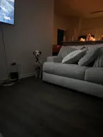 Milo, a male Dalmatian for sale in Memphis, TN – Photo 2 of 7