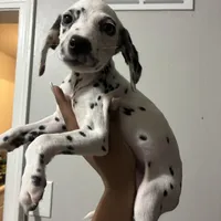 Lilly#7(black and white spots), a female Dalmatian for sale in Memphis, TN – Photo 3 of 8