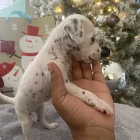 Lilly#7(black and white spots), a female Dalmatian for sale in Memphis, TN – Photo 7 of 8