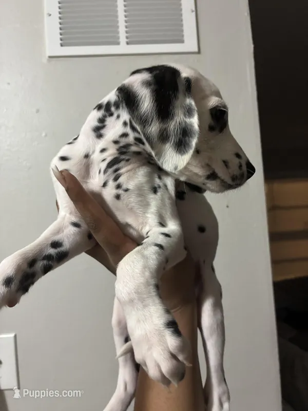 Lilly#7(black and white spots)