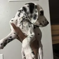 Lilly#7(black and white spots), a female Dalmatian for sale in Memphis, TN – Photo 1 of 8