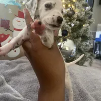 Lilly#7(black and white spots), a female Dalmatian for sale in Memphis, TN – Photo 6 of 8