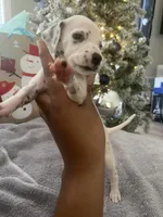 processed/334d8881-7c72-49aa-a344-56f147a14be6/listing/205e1da4-e712-4861-a463-d5a4907834aa/9b6a2d56-1e11-44e8-98e6-73c7df7c2d7f