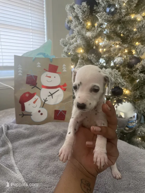 Lilly#7(black and white spots)