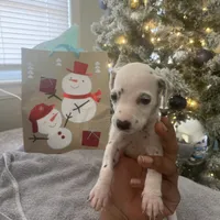 Lilly#7(black and white spots), a female Dalmatian for sale in Memphis, TN – Photo 5 of 8