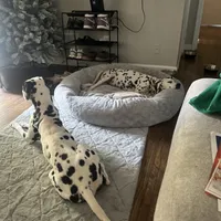 Lilly#7(black and white spots), a female Dalmatian for sale in Memphis, TN – Photo 8 of 8