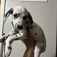 Lilly#7(black and white spots), a female Dalmatian for sale in Memphis, TN – Photo 2 of 8