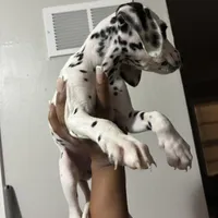 Lilly#7(black and white spots), a female Dalmatian for sale in Memphis, TN – Photo 4 of 8