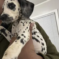 Brody#8( blackandwhite spots ), a male Dalmatian for sale in Memphis, TN – Photo 1 of 10