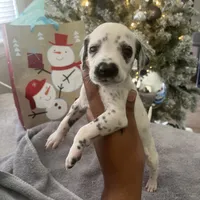 Brody#8( blackandwhite spots ), a male Dalmatian for sale in Memphis, TN – Photo 8 of 10