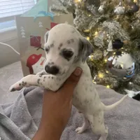 Brody#8( blackandwhite spots ), a male Dalmatian for sale in Memphis, TN – Photo 9 of 10