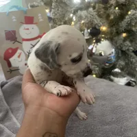 Brody#8( blackandwhite spots ), a male Dalmatian for sale in Memphis, TN – Photo 7 of 10