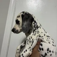 Brody#8( blackandwhite spots ), a male Dalmatian for sale in Memphis, TN – Photo 5 of 10