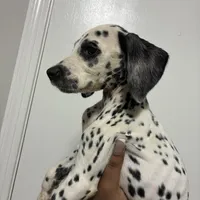 Brody#8( blackandwhite spots ), a male Dalmatian for sale in Memphis, TN – Photo 4 of 10