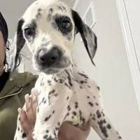 Brody#8( blackandwhite spots ), a male Dalmatian for sale in Memphis, TN – Photo 3 of 10