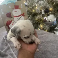Brody#8( blackandwhite spots ), a male Dalmatian for sale in Memphis, TN – Photo 6 of 10