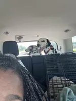 Brook, a female Dalmatian for sale in Memphis, TN – Photo 3 of 4