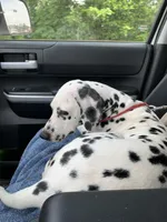 Brook, a female Dalmatian for sale in Memphis, TN – Photo 2 of 4