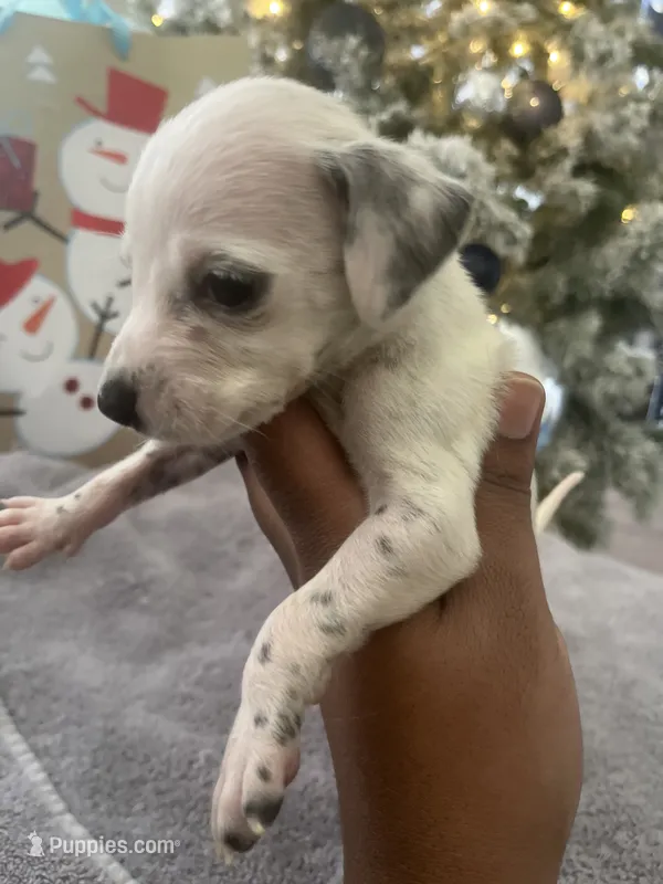 Shellie#9(blackandwhite spots)