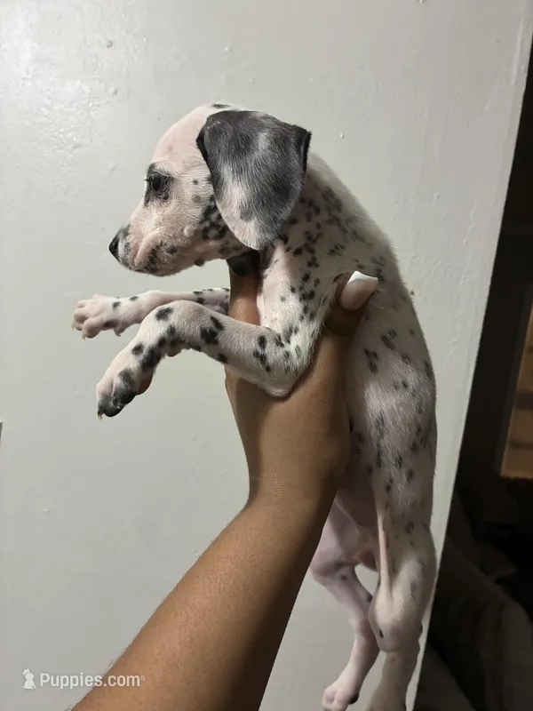 Shellie#9(blackandwhite spots)