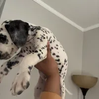 Sir#5(black and white ), a male Dalmatian for sale in Memphis, TN – Photo 3 of 9