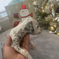 Sir#5(black and white ), a male Dalmatian for sale in Memphis, TN – Photo 7 of 9