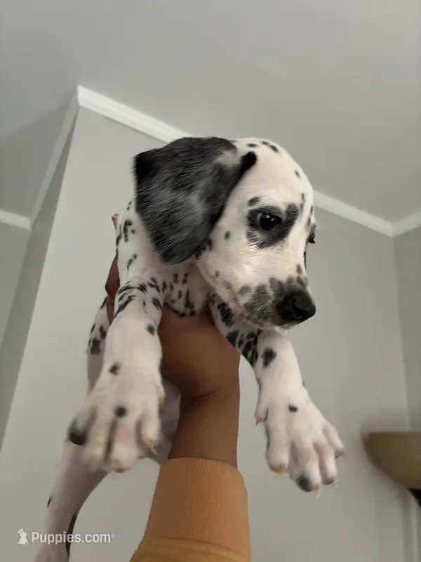 Sir#5(black and white )