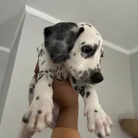 Sir#5(black and white ), a male Dalmatian for sale in Memphis, TN – Photo 1 of 9