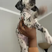 Sir#5(black and white ), a male Dalmatian for sale in Memphis, TN – Photo 5 of 9