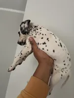 processed/334d8881-7c72-49aa-a344-56f147a14be6/listing/3a4445b3-feb9-4918-8d62-265ab0db3d3c/47c192cc-2f25-4894-9b4e-2bb129ade371