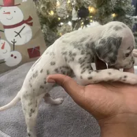 Sir#5(black and white ), a male Dalmatian for sale in Memphis, TN – Photo 8 of 9