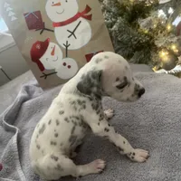 Sir#5(black and white ), a male Dalmatian for sale in Memphis, TN – Photo 6 of 9