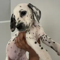 Sir#5(black and white ), a male Dalmatian for sale in Memphis, TN – Photo 2 of 9