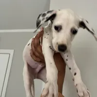 JR#4 ( black and white spot), a male Dalmatian for sale in Memphis, TN – Photo 3 of 8