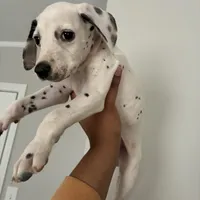 JR#4 ( black and white spot), a male Dalmatian for sale in Memphis, TN – Photo 2 of 8