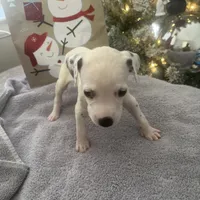 JR#4 ( black and white spot), a male Dalmatian for sale in Memphis, TN – Photo 5 of 8