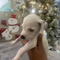 JR#4 ( black and white spot), a male Dalmatian for sale in Memphis, TN – Photo 7 of 8