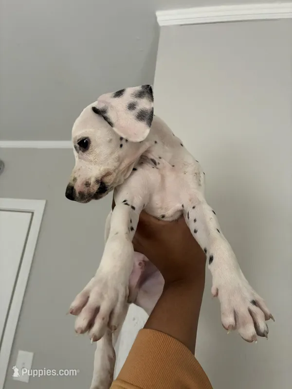 JR#4 ( black and white spot)