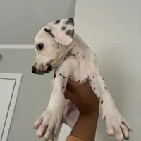 JR#4 ( black and white spot), a male Dalmatian for sale in Memphis, TN – Photo 1 of 8