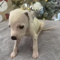 JR#4 ( black and white spot), a male Dalmatian for sale in Memphis, TN – Photo 4 of 8